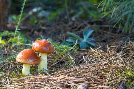 two mushrooms Suillus grows. Natural organic plants growing in woodの写真素材