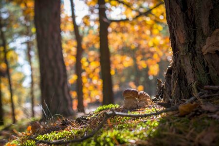 Two ceps grow near the oak. Autumn mushrooms grow in forest. Natural raw food growing in wood. Edible cep, vegetarian natural organic mealの写真素材