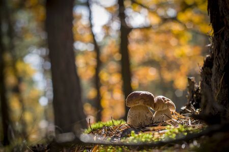 Porcini mushrooms grow near oak. Autumn mushrooms grow in forest. Natural raw food growing in wood. Edible cep, vegetarian natural organic mealの写真素材