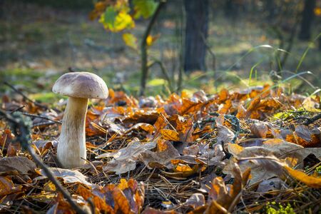 Nice white mushroom in oak wood. Autumn mushrooms grow in forest. Natural raw food growing. Edible cep, vegetarian natural organic mealの写真素材