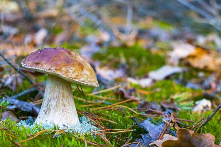 Large white mushroom in nature. Autumn mushrooms grow in forest. Natural raw food growing. Edible cep, vegetarian natural organic mealの写真素材