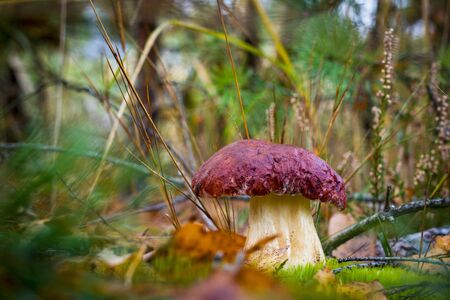 Big pine boletus edulis mushroom. Autumn mushrooms grow in forest. Natural raw food growing. Edible cep, vegetarian natural organic mealの写真素材
