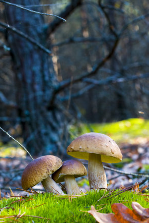 Three mushrooms in nature. Autumn mushroom grow in forest. Natural raw food growing. Edible cep,...