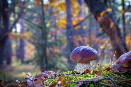 Porcini mushroom in morning forest. Autumn mushrooms grow. Natural raw food growing in wood. Edible cep, vegetarian natural organic mealの写真素材