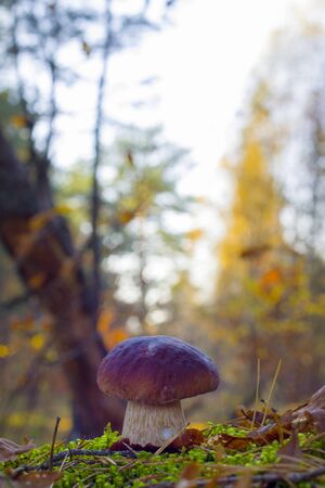 Porcini mushroom in morning sunny wood. Autumn mushrooms grow. Natural raw food growing in forest. Edible cep, vegetarian natural organic mealの写真素材