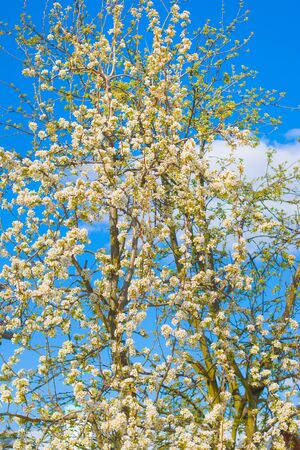 Spring blossom tree in blue sky. Blooming beautiful white flowers on tree branchesの写真素材