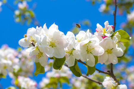Bees pollinates apple blossom and tree branches. Blooming beautiful white flowersの写真素材