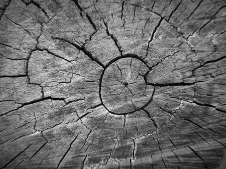 Cut tree stump walnut textureの写真素材