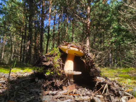 Mushrooms grow with raised moss. Beautiful autumn season porcini. Edible and inedible mushroomsの写真素材