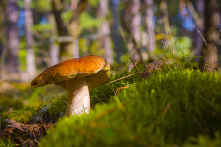 Porcini mushroom grow in forest moss. Beautiful autumn season nature. Edible mushrooms raw food. Vegetarian natural mealの写真素材