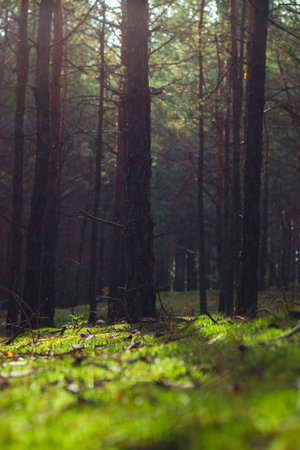 Autumn pine forest and blurry moss. Beautiful season wood tree and plants growing in nature