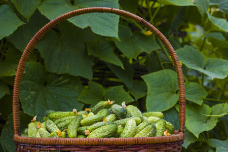 Cucumbers basket healthy food. Fresh small large gherkin cucumber backdrop. Healthy green foodの写真素材