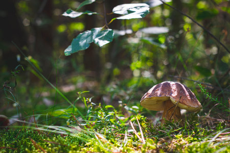 Cep boletus mushroom grows in forest. Royal porcini food in nature. Boletus growing in wild woodの写真素材