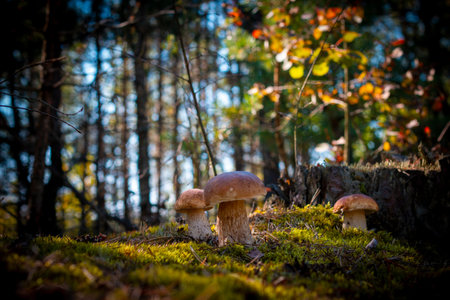 Three brown cap mushroom grow in wood. Royal porcini food. Boletus growing in wild forest
