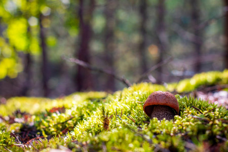 Small orange cap mushroom grow in moss. Boletus growing in wild forest