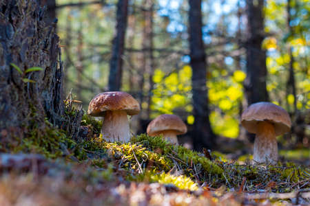 Three large brown cap mushroom in wood. Royal porcini food. Boletus growing in wild forestの写真素材