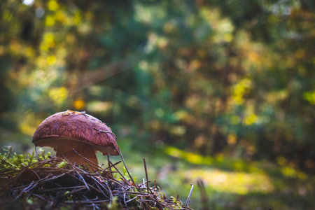 Cep mushroom grow in autumn forest. Royal cep mushrooms food. Boletus growing in wild woodの写真素材