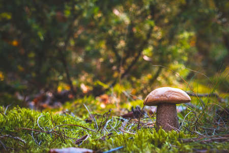 Orange cap mushroom in autumn forest. Fungus mushroom growing in wild woodの写真素材