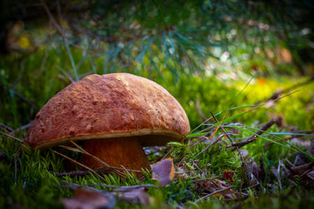 Large porcini mushroom grow in autumn wood Royal cep mushrooms food. Boletus growing in wild woodの写真素材