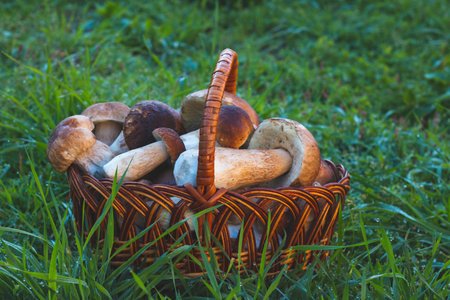 Basket with cep mushrooms in grass. Pick up boletus cep mushroom in wild wood. Forest natural foodの写真素材