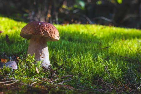 Big porcini mushroom grow in moss forest. Royal cep mushrooms food. Boletus growing in wild woodの写真素材