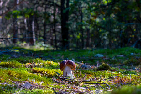 Small porcini mushroom grow in nature. Royal cep mushrooms food. Boletus growing in wild woodの写真素材