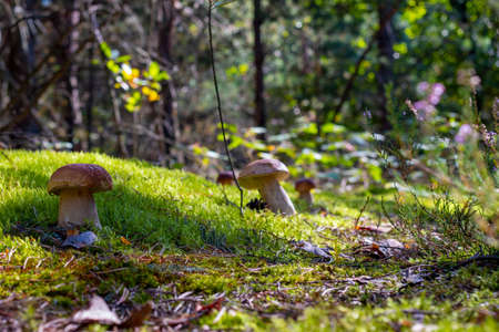 Many porcini mushrooms grows in moss. Royal cep mushrooms food. Boletus growing in wild woodの写真素材
