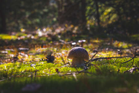 Small cep mushroom silhouette in forest. Royal cep mushrooms food. Boletus growing in wild woodの写真素材