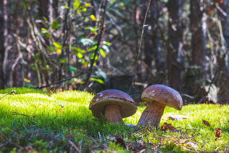 Two big porcini mushroom in moss forest. Royal cep mushrooms food. Boletus growing in wild woodの写真素材