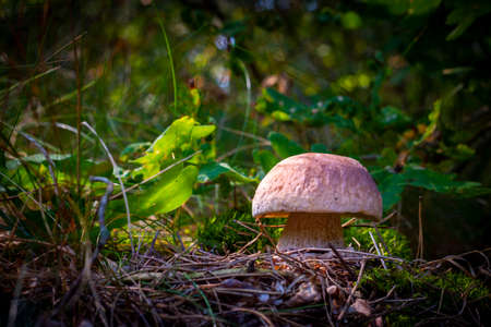 Edible cep mushroom in autumn wood. Royal cep mushrooms food. Boletus growing in wild natureの写真素材