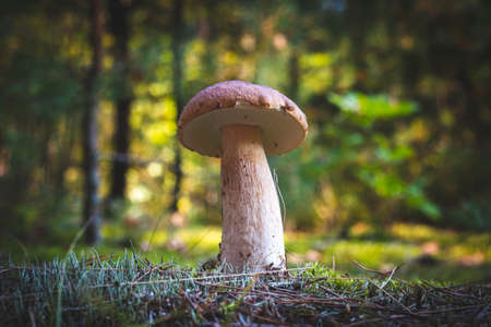 Edible thin porcini mushroom in wood. Royal cep mushrooms food. Boletus growing in wild natureの写真素材