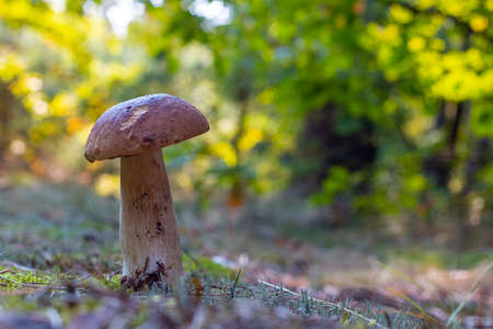 Edible thin porcini mushroom grow in nature. Royal cep mushrooms food. Boletus growing in wild natureの写真素材