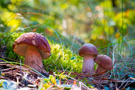 Three porcini mushrooms grow in autumn forest. Royal cep mushrooms food. Boletus growing in wild natureの写真素材