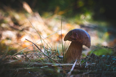 Small edible porcini mushroom grow in wood. Royal cep mushrooms food. Boletus growing in wild natureの写真素材