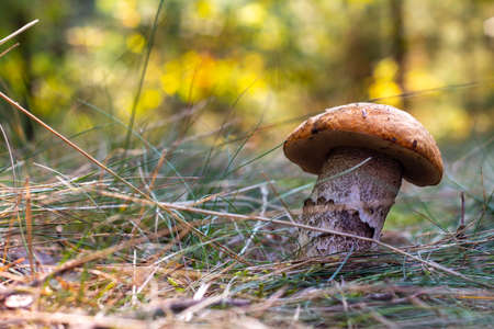 Edible boletus mushroom grow in nature. Wide thick Leccinum mushroom growing in wild woodの写真素材