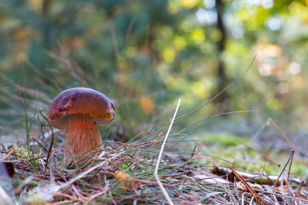 Edible cep mushroom grow in coniferous wood. Royal cep mushrooms food. Boletus growing in wild natureの写真素材
