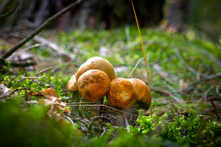 Family of boletus edulis mushrooms in forest. Wide thick Leccinum mushroom growing in wild woodの写真素材