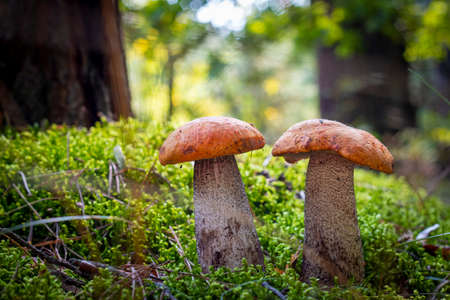Two boletus edulis mushrooms grow in nature. Orange cap mushrooms in forestの写真素材