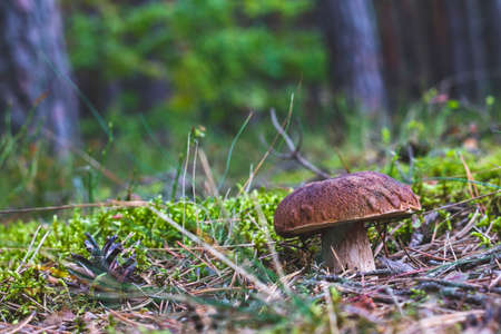 Edible mushroom on forest glade. Cep mushrooms food. Boletus growing in wild natureの写真素材