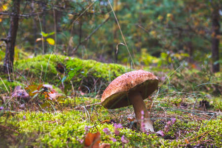 Big brown cap edible mushrooms grows in wood. Cep mushrooms food. Boletus growing in wild natureの写真素材