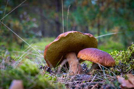 Two edible mushrooms on forest glade. Royal cep mushrooms food. Boletus growing in wild natureの写真素材