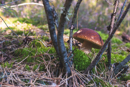 One brown cap edible mushrooms grows in moss. Cep mushrooms food. Boletus growing in wild natureの写真素材