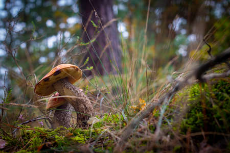 Two boletus edulis mushrooms in wood. Orange cap mushrooms in forestの写真素材