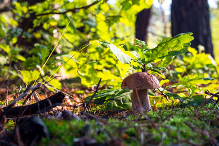 Beautiful white mushroom grow in summer wood. Autumn and summer season pick up mushrooms. Healthy vegetarian food growing in nature. Forest organic plantsの写真素材