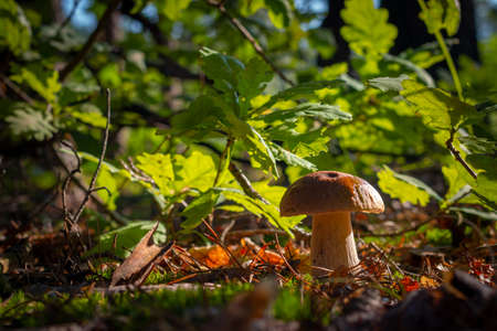 Season porcini mushroom grow in wood. Autumn season pick up mushrooms. Healthy vegetarian food growing in nature. Forest organic plantsの写真素材
