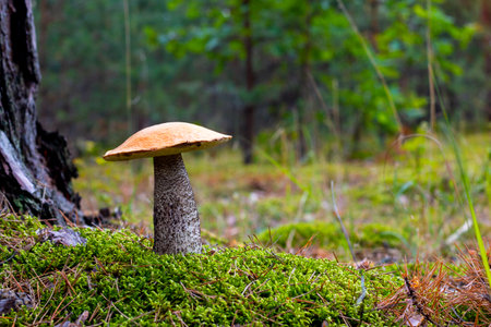 Season orange cap mushroom grow in wood. Autumn and summer seasonal pick up mushrooms. Healthy vegetarian food growing in forest. Organic natural plantsの写真素材