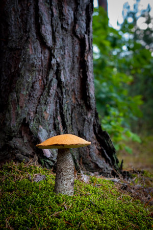 Beautiful edible orange cap mushroom grow in forest. Autumn and summer season pick up mushrooms. Healthy vegetarian food growing in wood. Organic natural plantsの写真素材