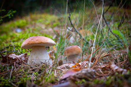 Season two porcini white mushrooms grow in wood. Autumn season pick up mushrooms. Healthy vegetarian food growing in nature. Forest organic plantsの写真素材