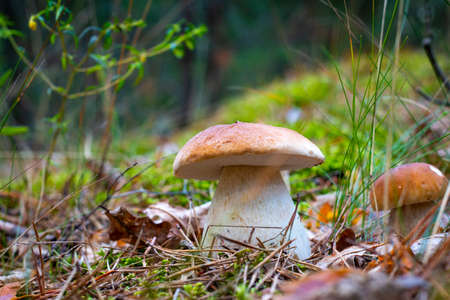 Season two porcini white mushrooms in forest. Autumn season pick up mushrooms. Healthy vegetarian food growing in nature. Wood organic plantsの写真素材