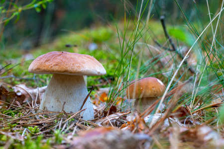 Season two porcini white mushrooms grow in nature. Autumn season pick up mushrooms. Healthy vegetarian food growing in nature. Wood organic plantsの写真素材